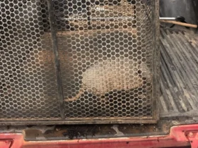 Bombeiros resgatam tatu-galinha em área urbana de Confresa