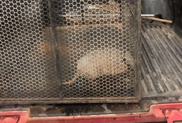 Bombeiros resgatam tatu-galinha em área urbana de Confresa