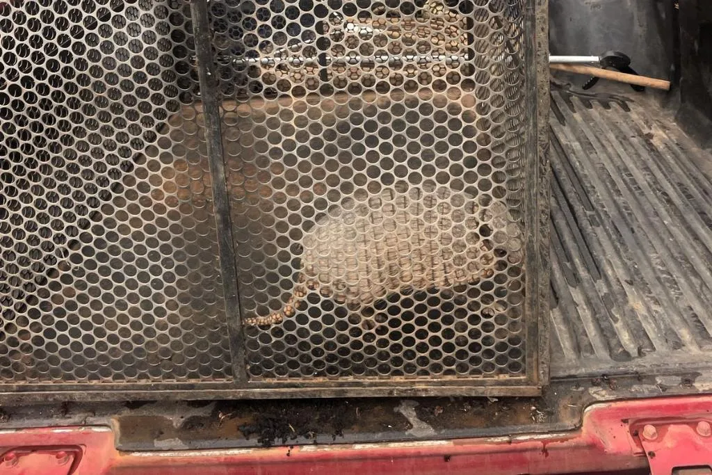 Bombeiros resgatam tatu-galinha em área urbana de Confresa