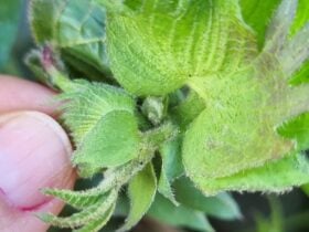 Foto Spodoptera Frugiperda