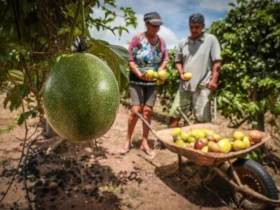 MT lança programa para fortalecer agricultura familiar