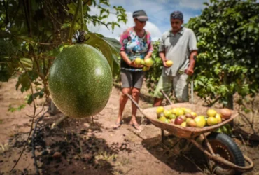 MT lança programa para fortalecer agricultura familiar