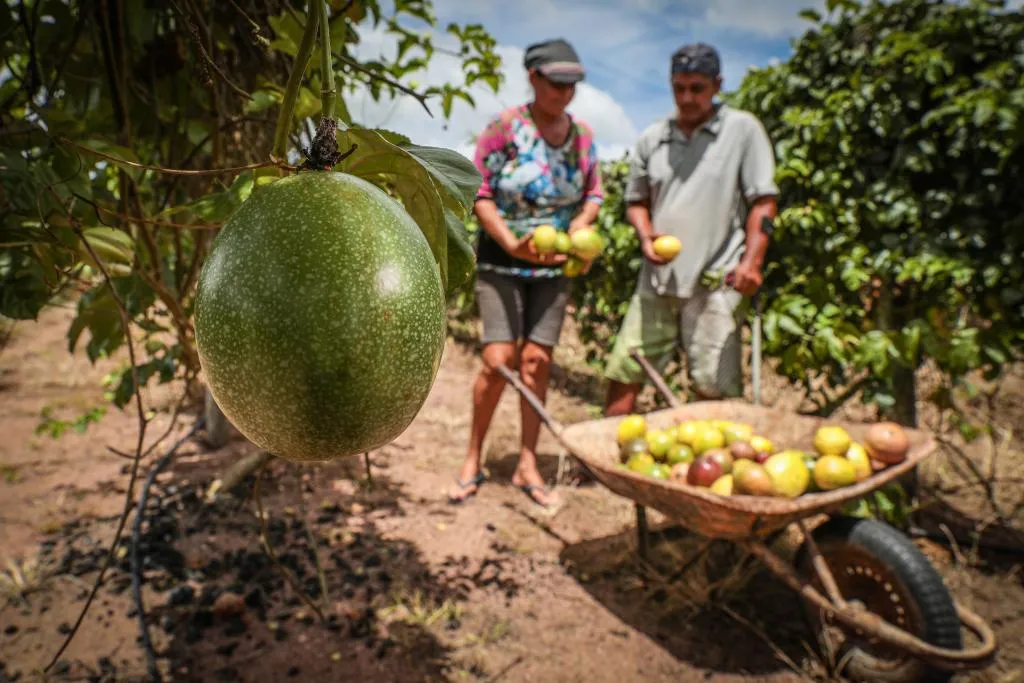 MT lança programa para fortalecer agricultura familiar