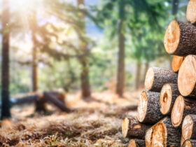 Madeira sustentável