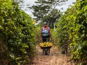 Parcerias impulsionam regularização pelo MT Produtivo