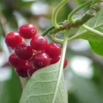 Estudo em MT avalia planta amazônica para novos anticoagulantes