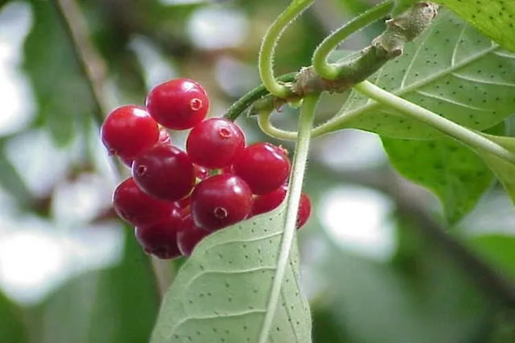 Estudo em MT avalia planta amazônica para novos anticoagulantes