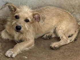 Polícia prende homem por maus-tratos a cão em Vila Rica