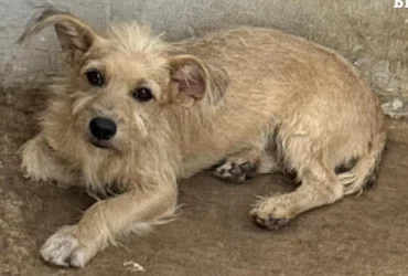 Polícia prende homem por maus-tratos a cão em Vila Rica