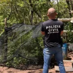 Homem é preso com plantação de maconha na zona rural de Alto Araguaia
