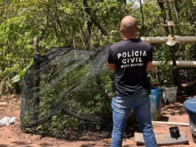 Homem é preso com plantação de maconha na zona rural de Alto Araguaia