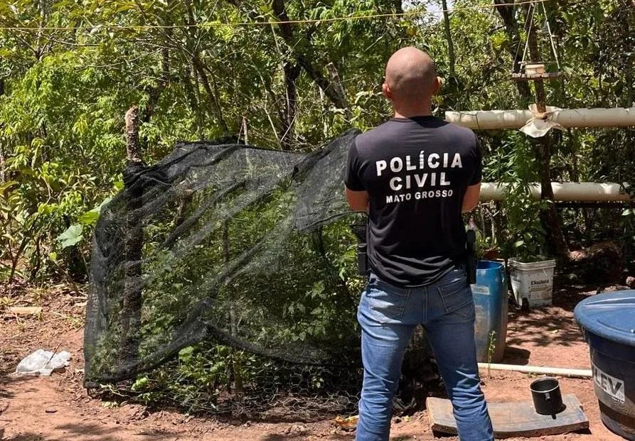 Homem é preso com plantação de maconha na zona rural de Alto Araguaia