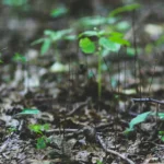Semeadura da soja em Mato Grosso