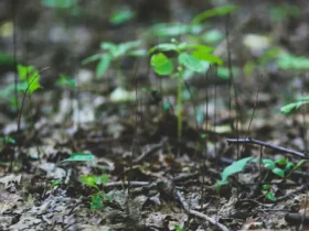Semeadura da soja em Mato Grosso