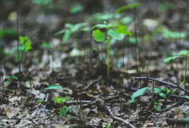 Semeadura da soja em Mato Grosso