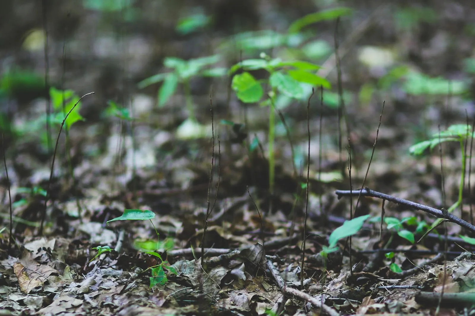 Semeadura da soja em Mato Grosso