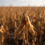 Soja em Mato Grosso - Iamgem CenárioMT