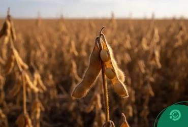 Soja em Mato Grosso - Iamgem CenárioMT