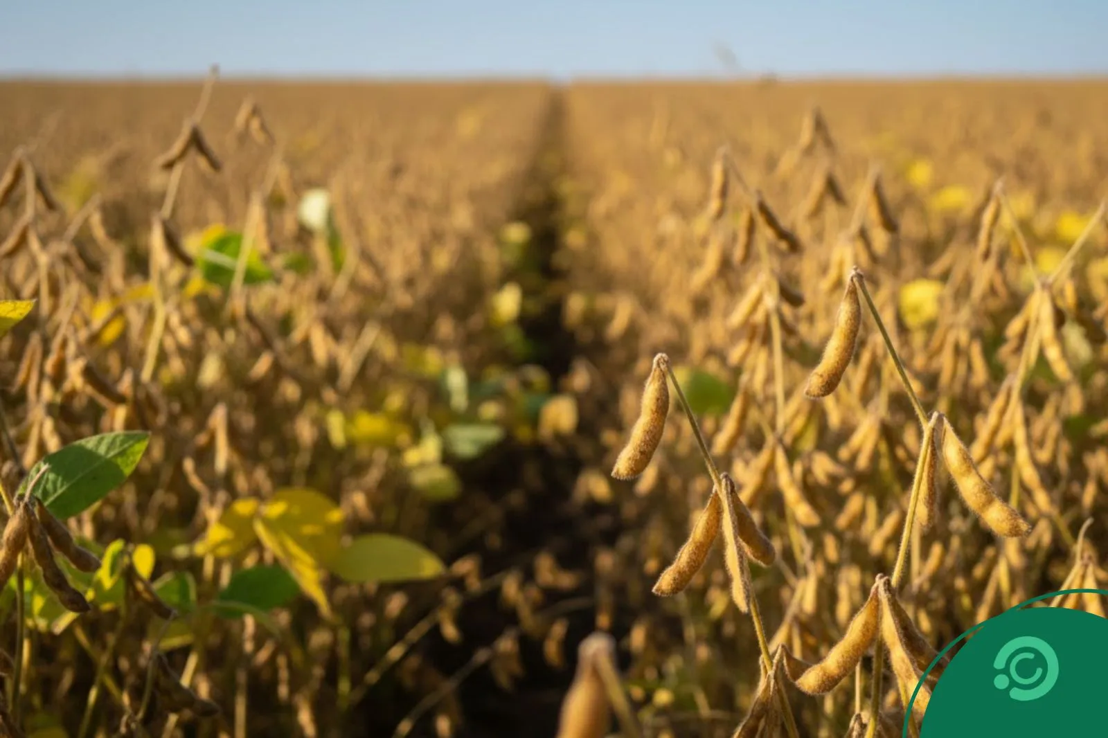 Soja no Brasil - Imagem CenárioMT