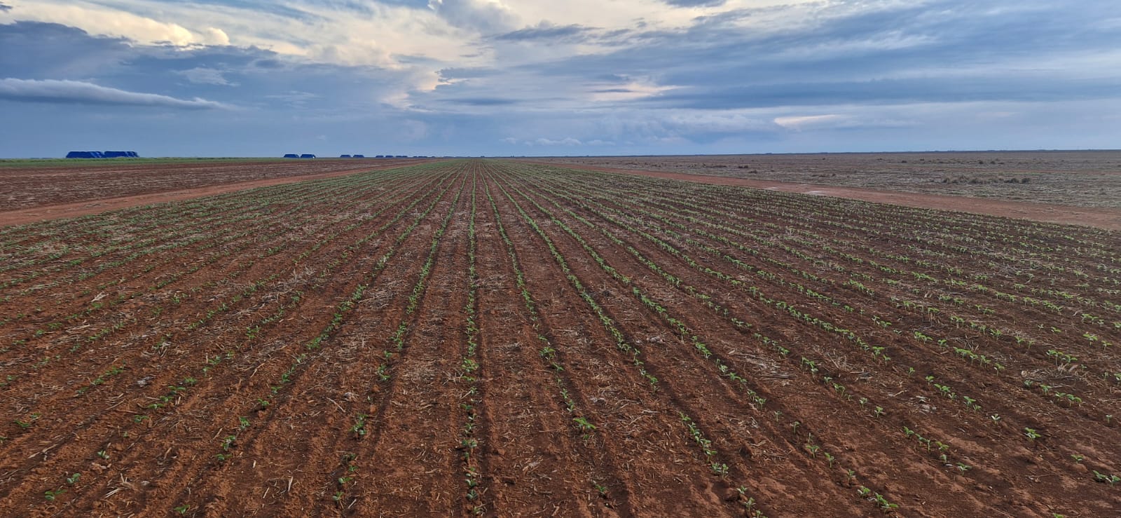Semeadura da soja em Mato Grosso avança rapidamente e já cobre mais da metade das lavouras