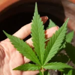 Cannabis tem novo prazo para regulamentação no STJ