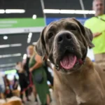 STF mantém suspensão de lei sobre transporte de animais de apoio emocional