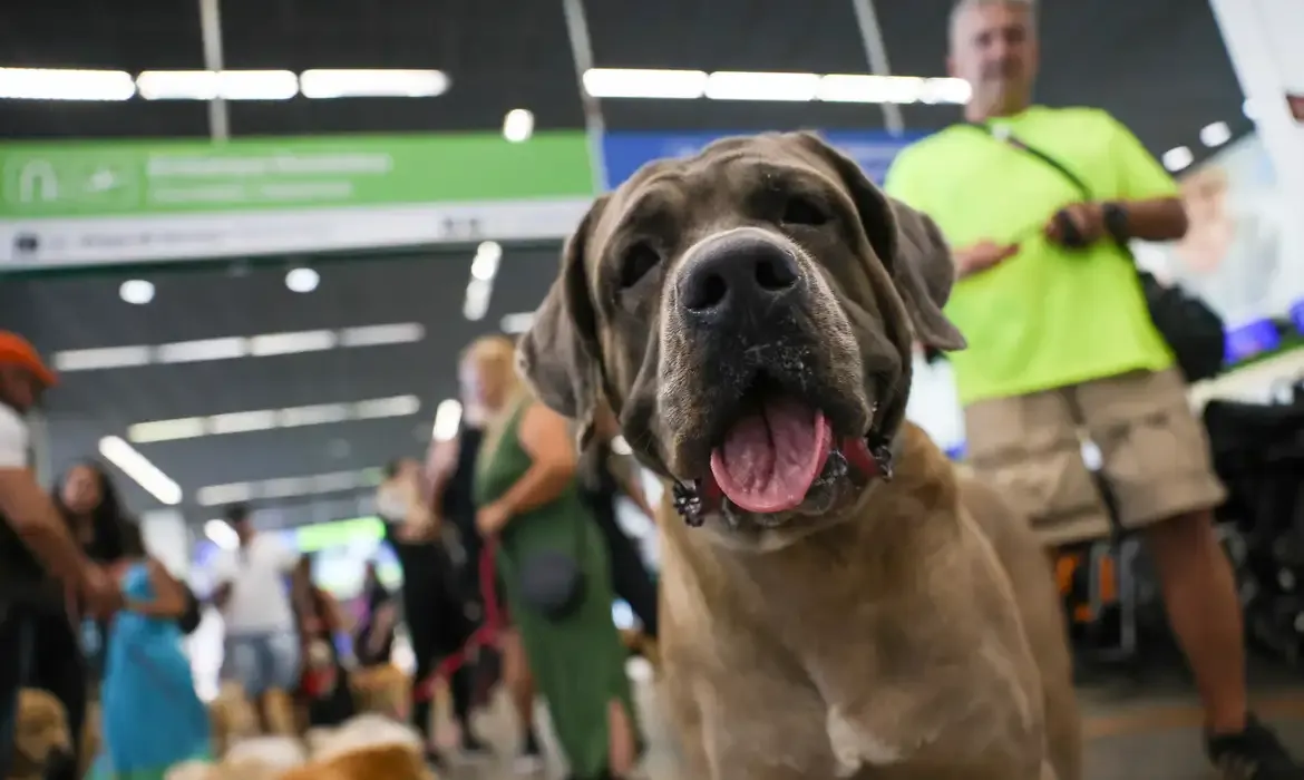 STF mantém suspensão de lei sobre transporte de animais de apoio emocional