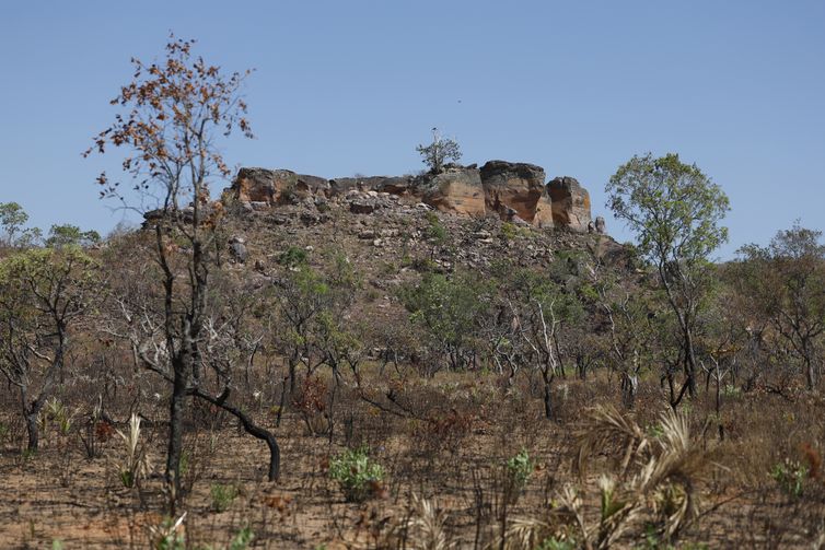 Balsas (MA), 10/10/2025 – Vista do cerrado próximo à comunidade São Pedro, nos Gerais de Balsas. Foto: Fernando Frazão/Agência Brasil