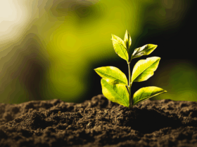 América Latina e Caribe unem forças por agricultura sustentável na COP30