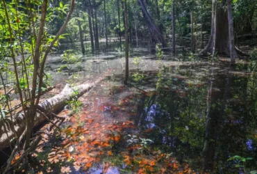 Dinossauros deixaram rastros inéditos na Amazônia, revelam pesquisadores