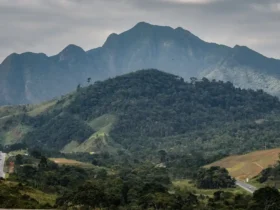 SOS Mata Atlântica mobiliza setor privado para conservar o bioma