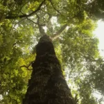 Amazônia em destaque na nova temporada de Parques do Brasil