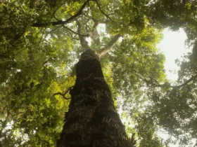 Amazônia em destaque na nova temporada de Parques do Brasil