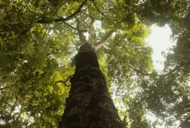 Amazônia em destaque na nova temporada de Parques do Brasil