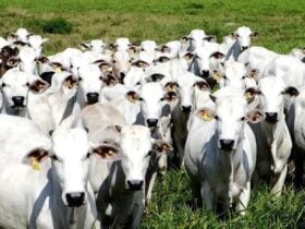 Como seria um mundo sem gado? Filme exibido na COP 30 tenta responder - Arquivo