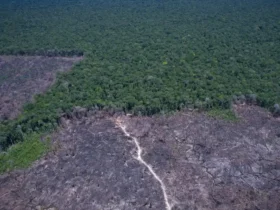 Brasil pode antecipar neutralidade de CO2 para 2040 com dois cenários estratégicos