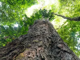 Amazônia recebe doação suíça de R$ 33 milhões para fundo