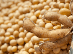 Exportações do agronegócio somam US$ 15,49 bilhões em outubro e registram recorde para o mês