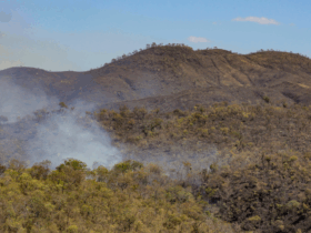 Incêndios florestais em unidades de conservação chegam ao menor patamar desde 2018 -