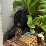 Animal foi encontrado no bairro Jardim Tropical com ferimentos na pata e no abdômen; após receber atendimento veterinário, será devolvido à natureza.