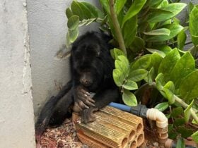 Animal foi encontrado no bairro Jardim Tropical com ferimentos na pata e no abdômen; após receber atendimento veterinário, será devolvido à natureza.