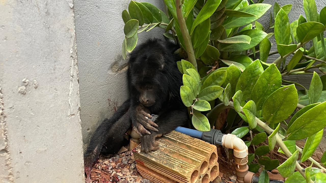 Animal foi encontrado no bairro Jardim Tropical com ferimentos na pata e no abdômen; após receber atendimento veterinário, será devolvido à natureza.