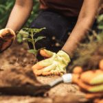 Mapa lidera ações globais contra a crise climática na COP 30