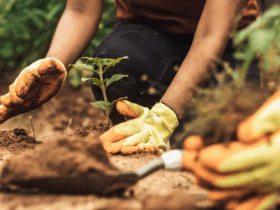 Mapa lidera ações globais contra a crise climática na COP 30