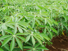 Portaria atualiza lista de pragas quarentenárias presentes no Brasil