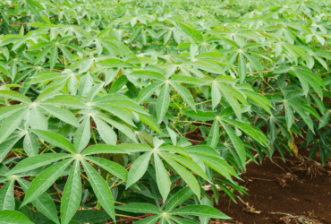 Portaria atualiza lista de pragas quarentenárias presentes no Brasil