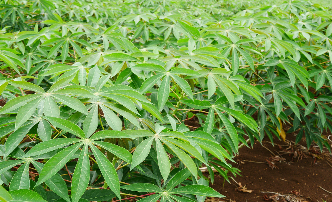 Portaria atualiza lista de pragas quarentenárias presentes no Brasil